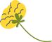 flor