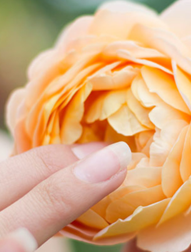 flor1